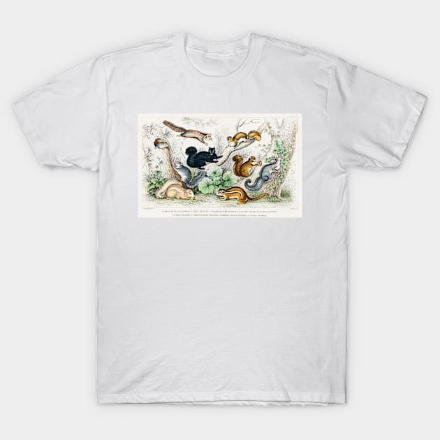 Antique British Illustration of Squirrels (1820) T-Shirt by moonandcat